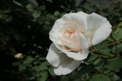 P1057017　横浜イングリッシュガーデンにて