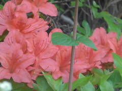 P1140968　ヤマツツジ