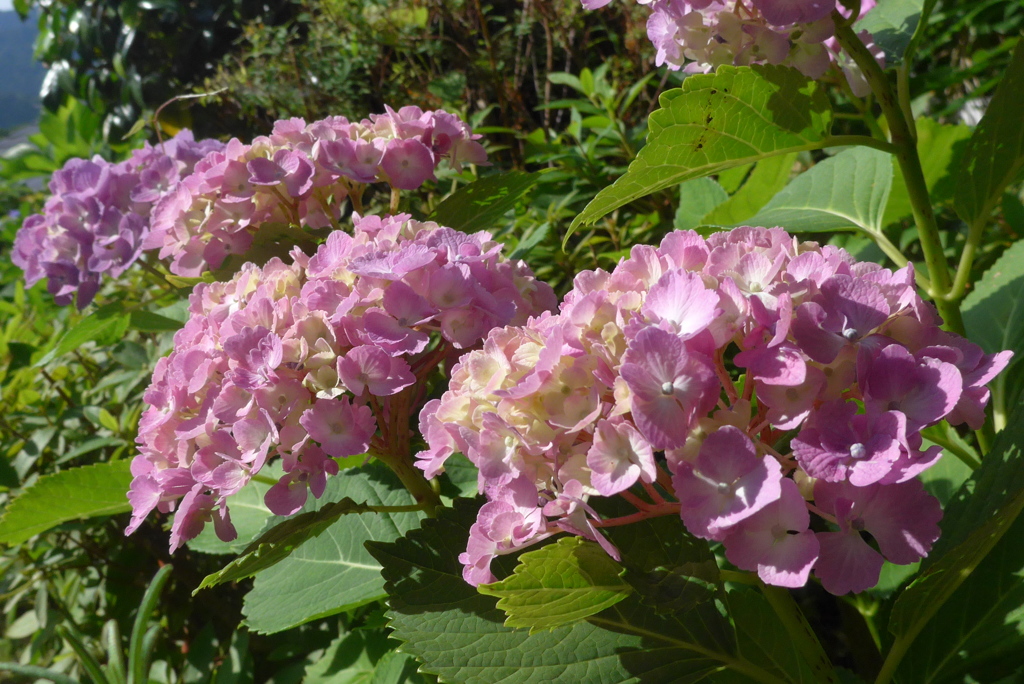 P1090898　あじさい