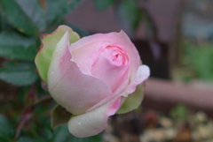 P1200289　あたたかい心