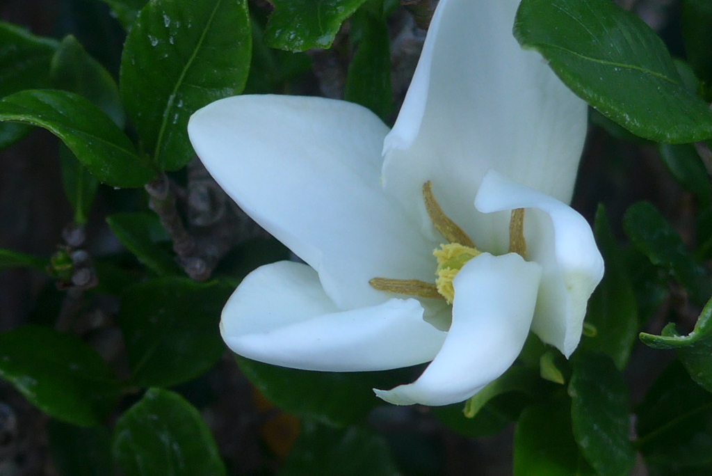 P1360070　ほころぶ