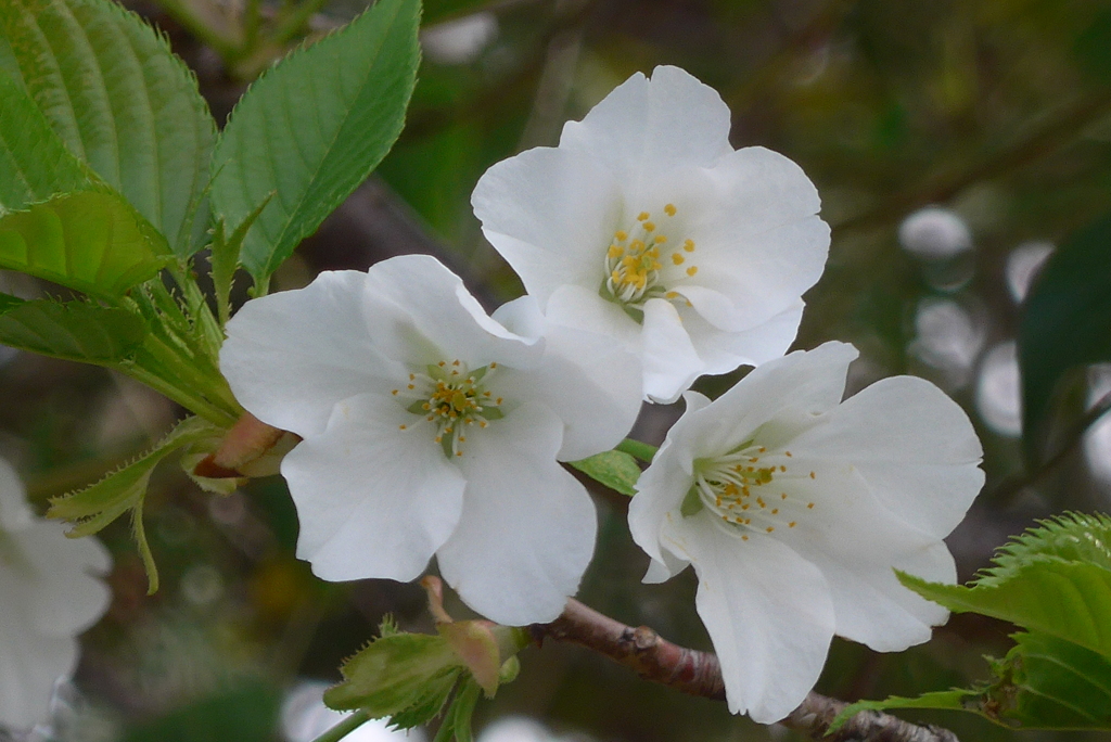 P1350283　白い桜