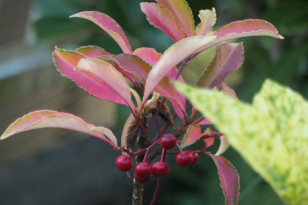 P1080975　カラフルマンリョウ