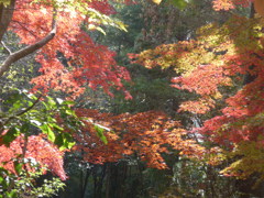 P1120898　楽寿園にて