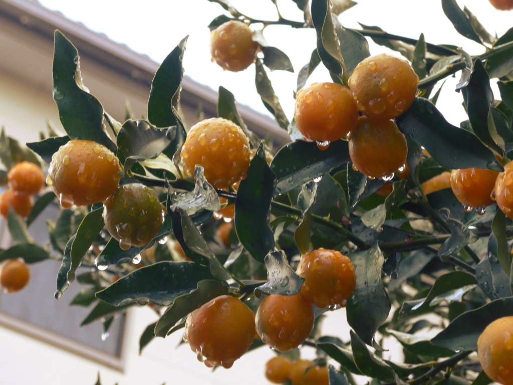 P1070124　雨にぬれて