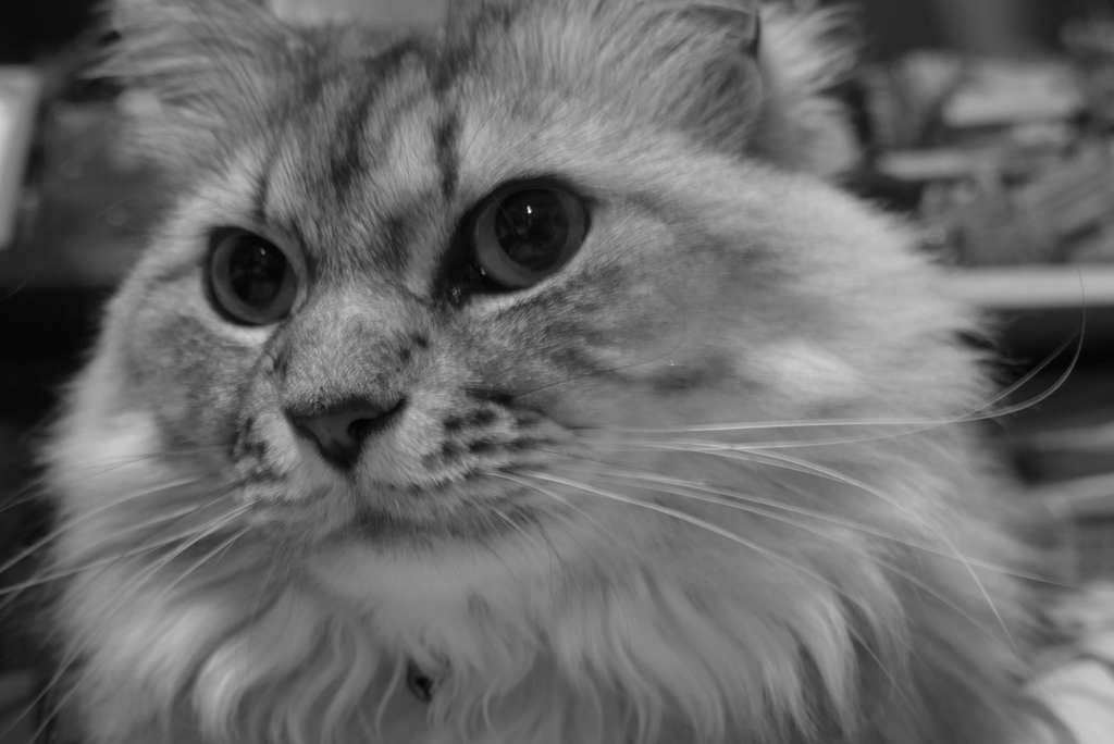 P1090545　ねこさん