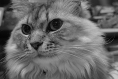 P1090545　ねこさん