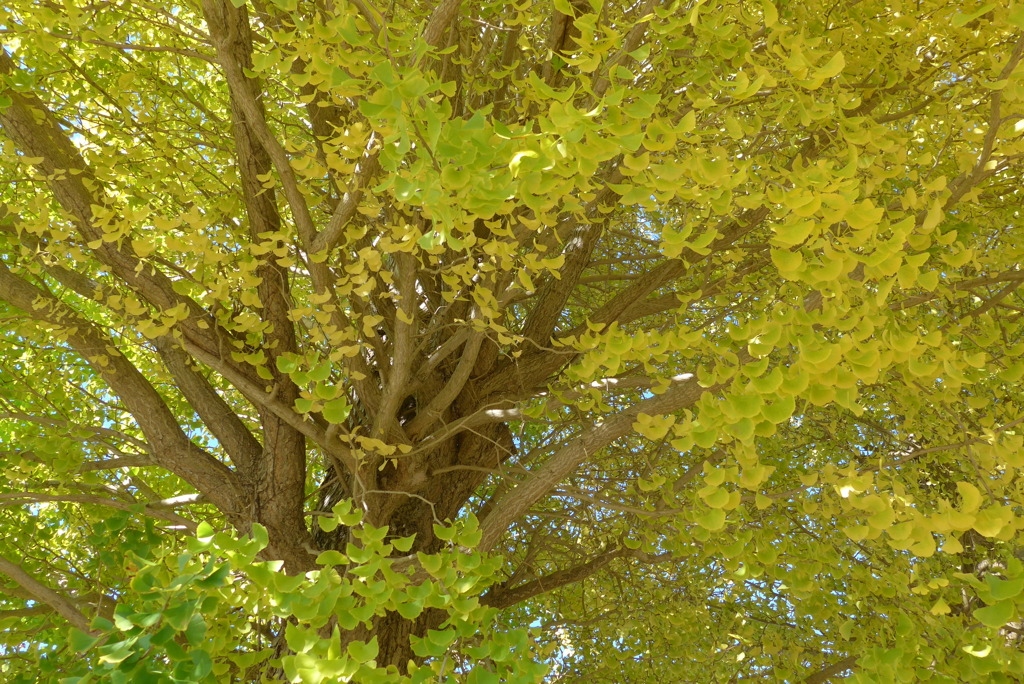 P1370195　イチョウ