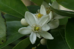 P1080098　ナツミカンの花