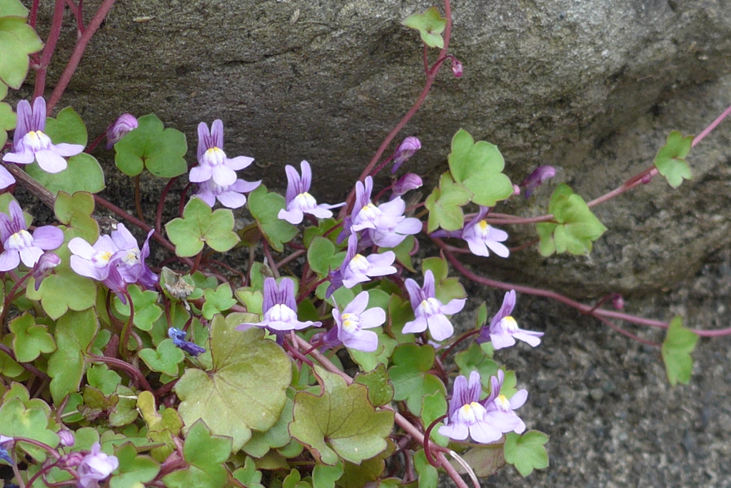 P1140326　野の花