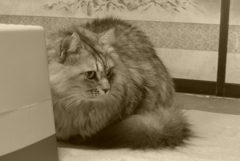 P1190515　ん…？　