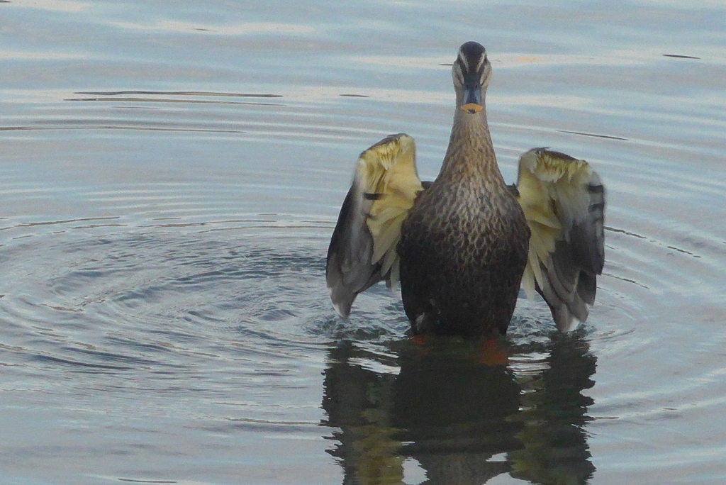 P1250324　ごあいさつ