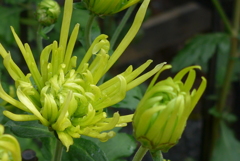 P1120390　「菊まつり」にて