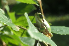 P1034512　朝日が差してきた♪