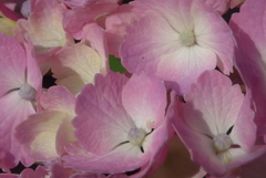 P1160193　元気な女性