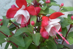 P1320968　フクシア