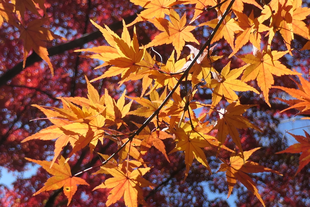 P1069619　紅葉