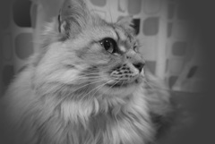 P1090303　ねこさん
