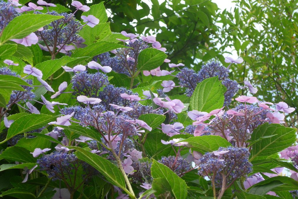 P1230538　あじさい