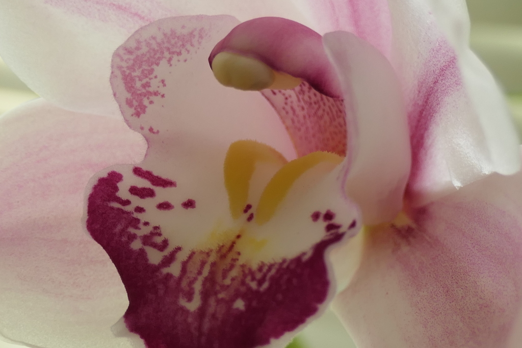 P1023327　シンビジューム