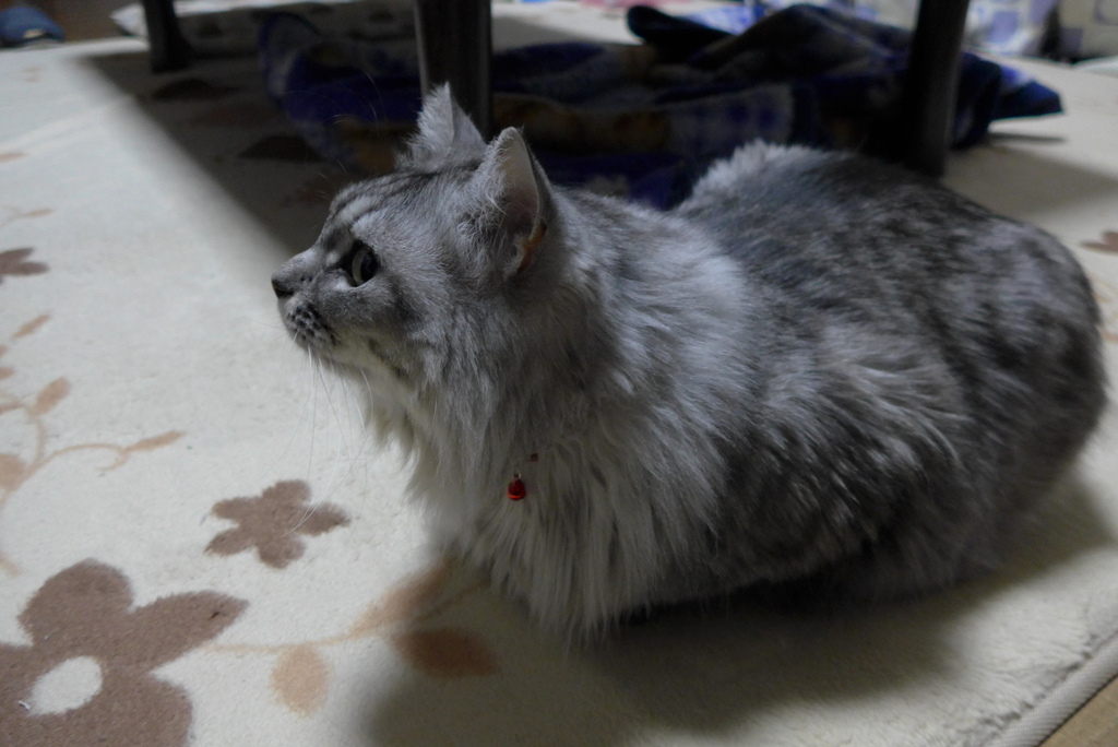 「岩合さんのネコ歩き」みてます。