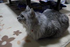 「岩合さんのネコ歩き」みてます。