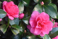 P1370221　山茶花