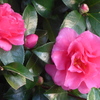 P1370221　山茶花