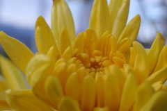 P1080960　菊さん