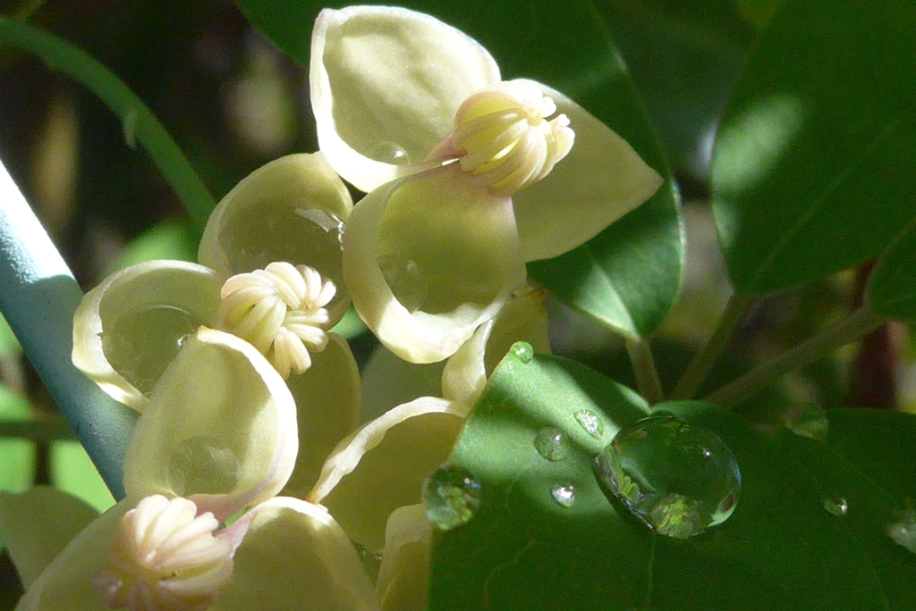 P1290859　アケビの花