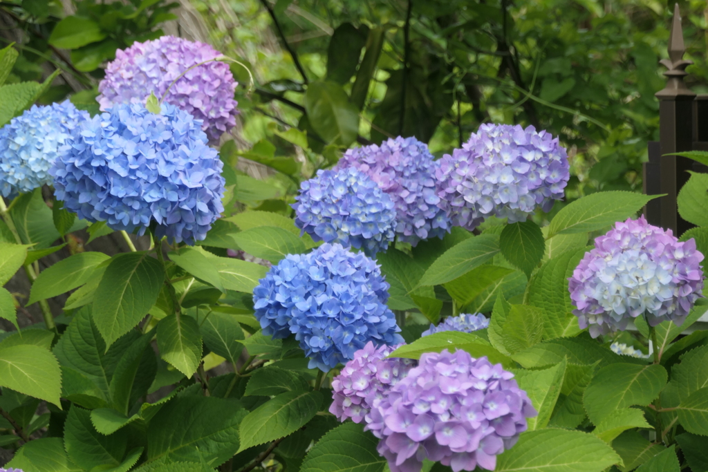 P1080263　紫陽花