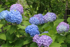 P1080263　紫陽花