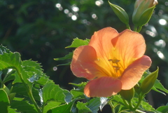 P1230721　ノウゼンカズラ