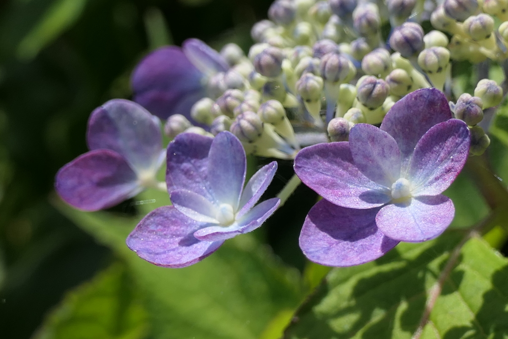 P1035741　紫陽花