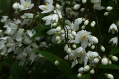 P1079967　ヒメウツギ