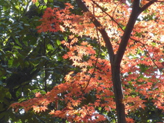 P1120883　楽寿園にて