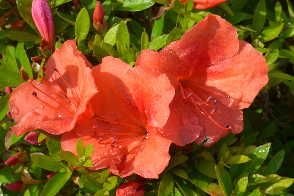 P1150894　朝日の中で