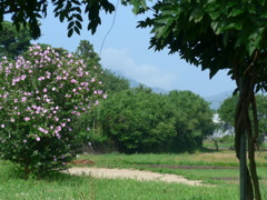 P1100481　ムクゲの咲く風景