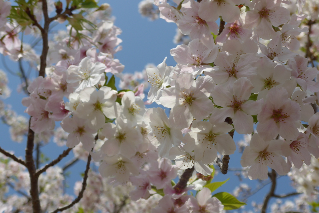 P1210357　大島桜