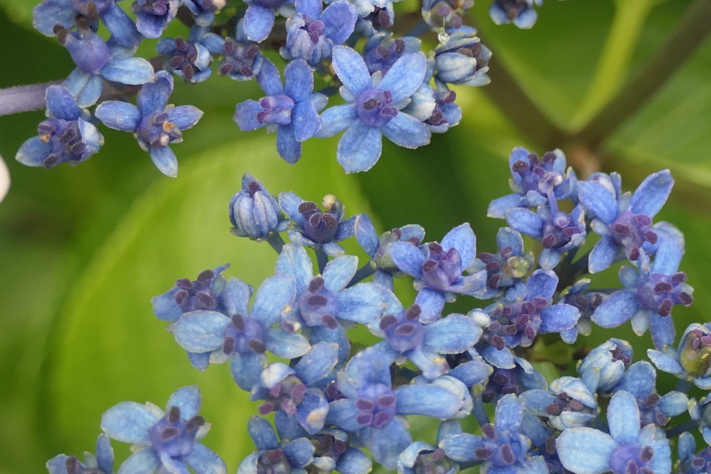 P1012419　紫陽花の花