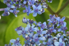 P1012419　紫陽花の花