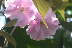 P1380174　八重桜