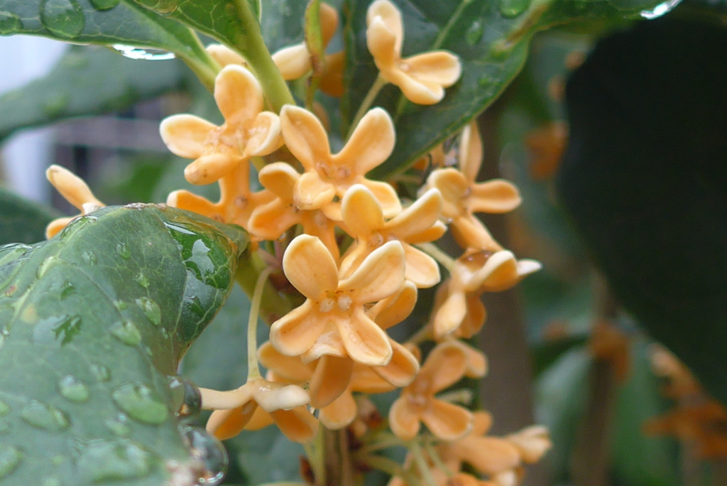 P1390177　香る…♪