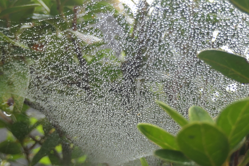 P1080830　蜘蛛の糸と雫