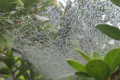 P1080830　蜘蛛の糸と雫