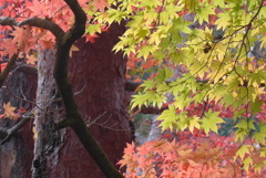 P1190268　修善寺虹の郷にて　～秋色～
