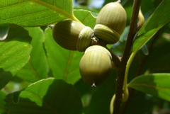 P1390221　どんぐり