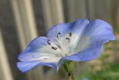 P1220238　ネモフィラ