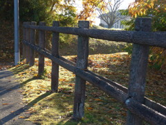 朝の散歩道