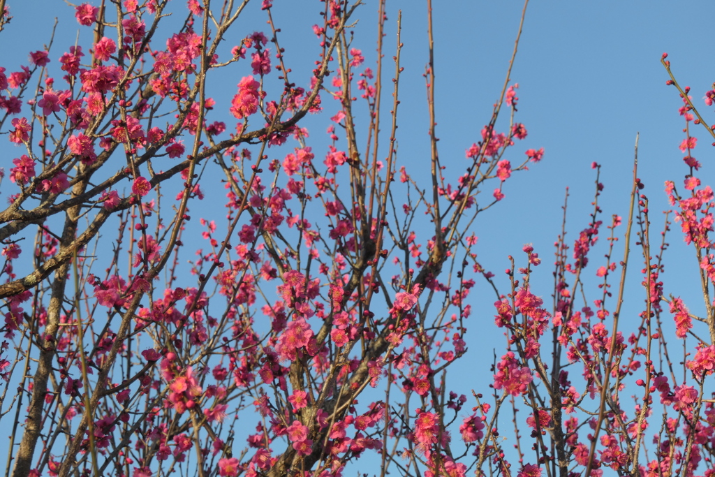P1057510　紅梅